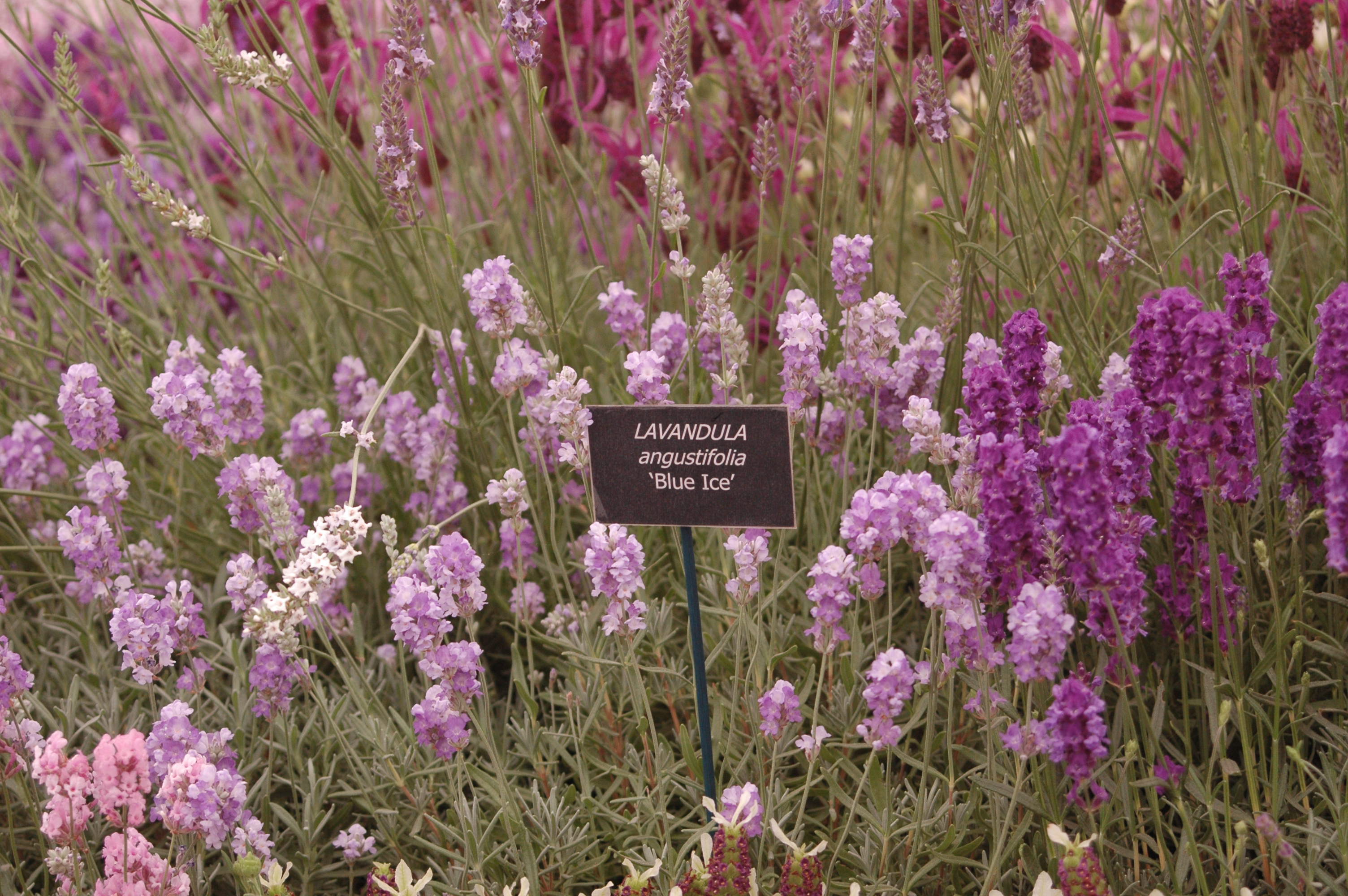 Lavandula